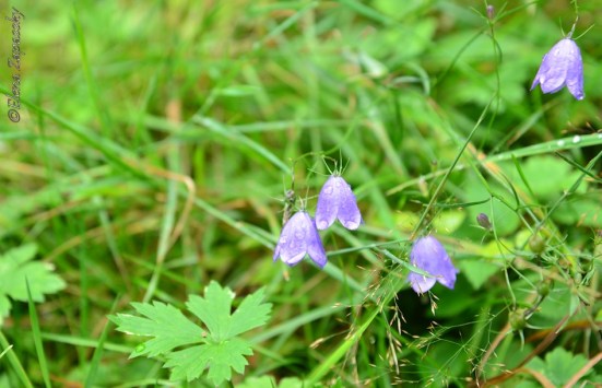 Франция, Бургундия, France, Burgundy, Côte-d'Or