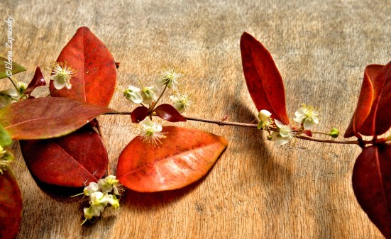 Питанго в цвету