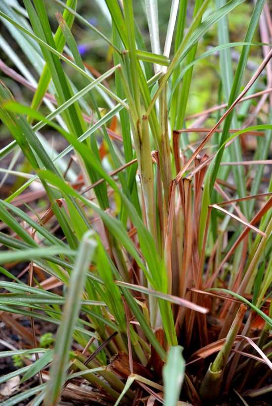 лемонграсс