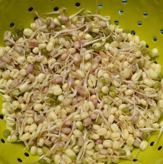 салат из ростков маша