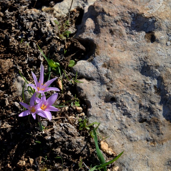 ПРОВИНЦИЯ ЛАХИШ МОГИЛА ШЕЙХА АЛИ 7-10 ВЕК Р. Х.
