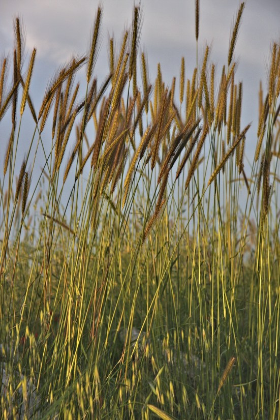 ПО ДОРОГЕ ИЗ ЦФАТА НА КЕНЕРЕТ